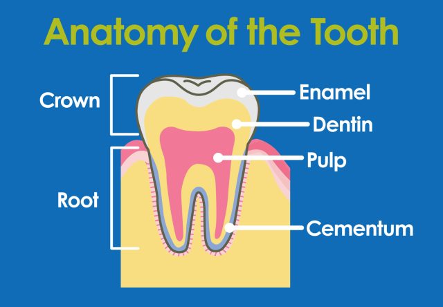 Beyond the Smile: The Anatomy of Teeth! – Smile Dental Partners